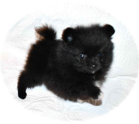 Adorable Pomeranian Mix Puppies for Sale Our puppies are a mix of Pomsky (mom) and Cockerainian (dad), resulting in a delightful blend of two breeds. . Pomeranian puppies for sale near me